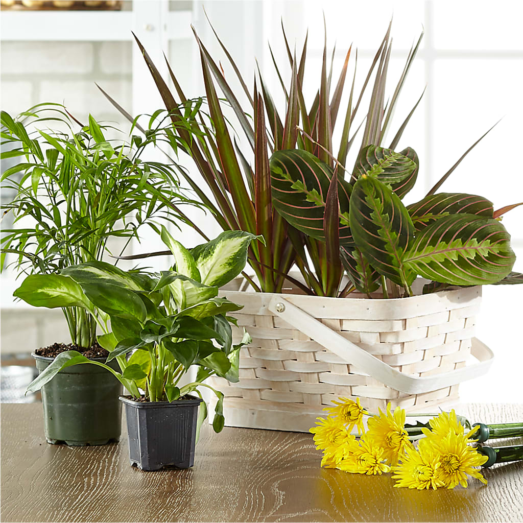Florist Designed Blooming and Green Plants in a Basket – Albertsons, Pleasanton CA
