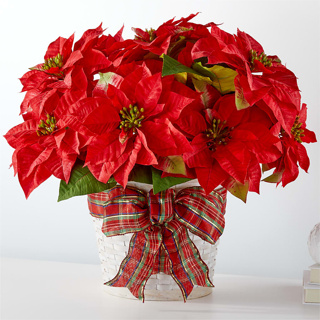 Happiest Holidays Poinsettia – Albertsons, Pleasanton CA
