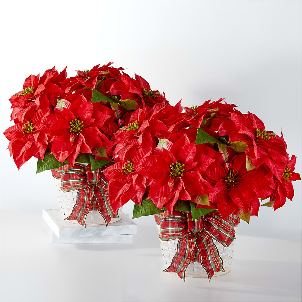 Happiest Holidays Poinsettia Bundle – Albertsons, Pleasanton CA