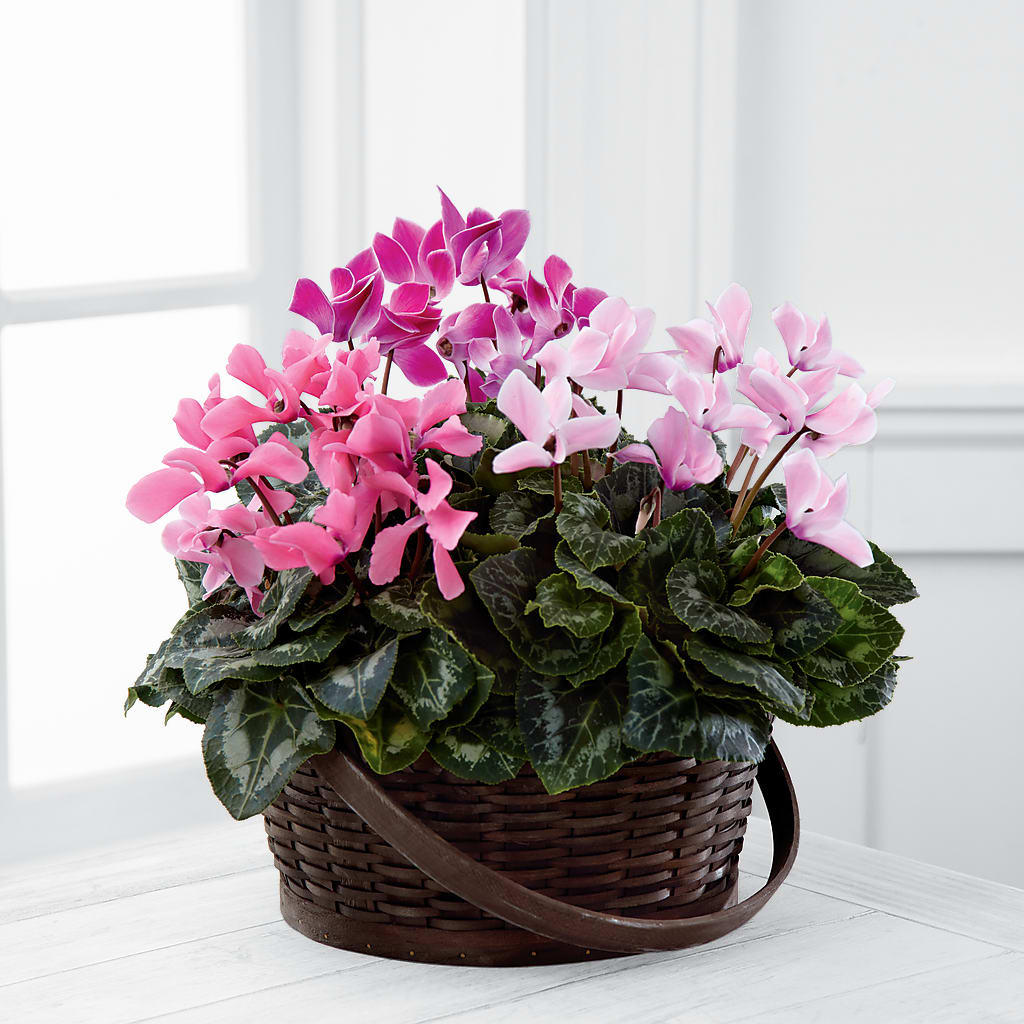 Mixed Cyclamen Planter – Albertsons, Pleasanton CA
