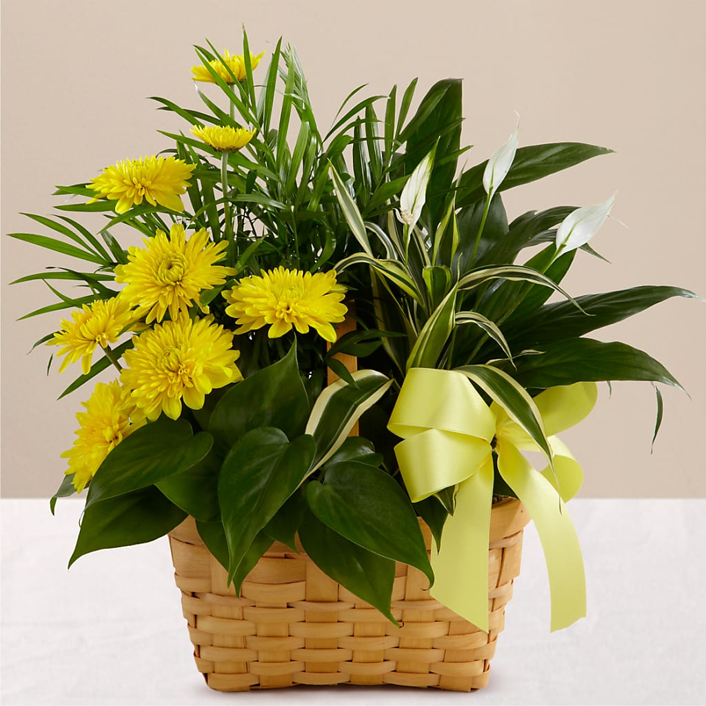 Loving Light Dishgarden – Albertsons, Pleasanton CA