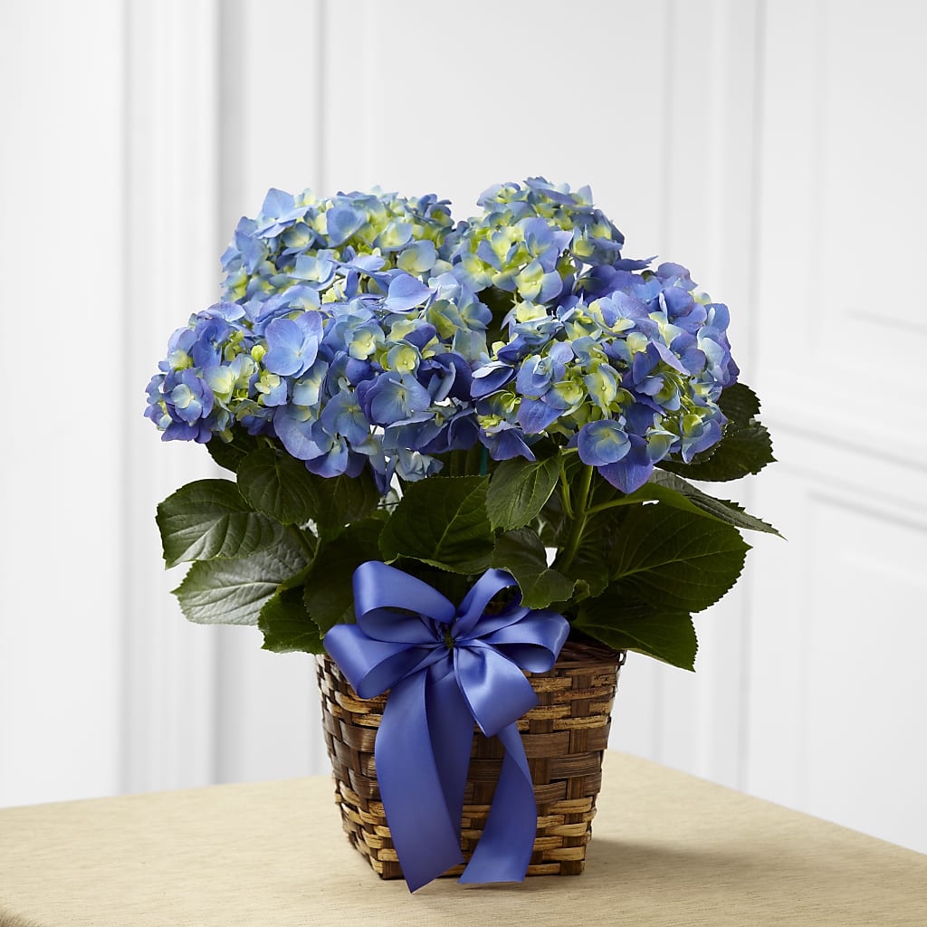 Blue Hydrangea Planter – Albertsons, Pleasanton CA