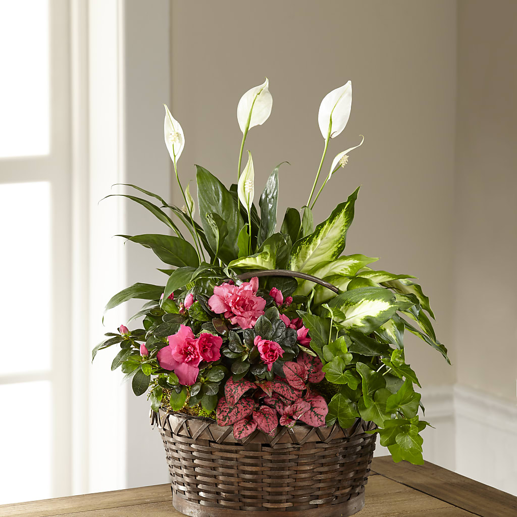Dream in Pink Dishgarden – Albertsons, Pleasanton CA