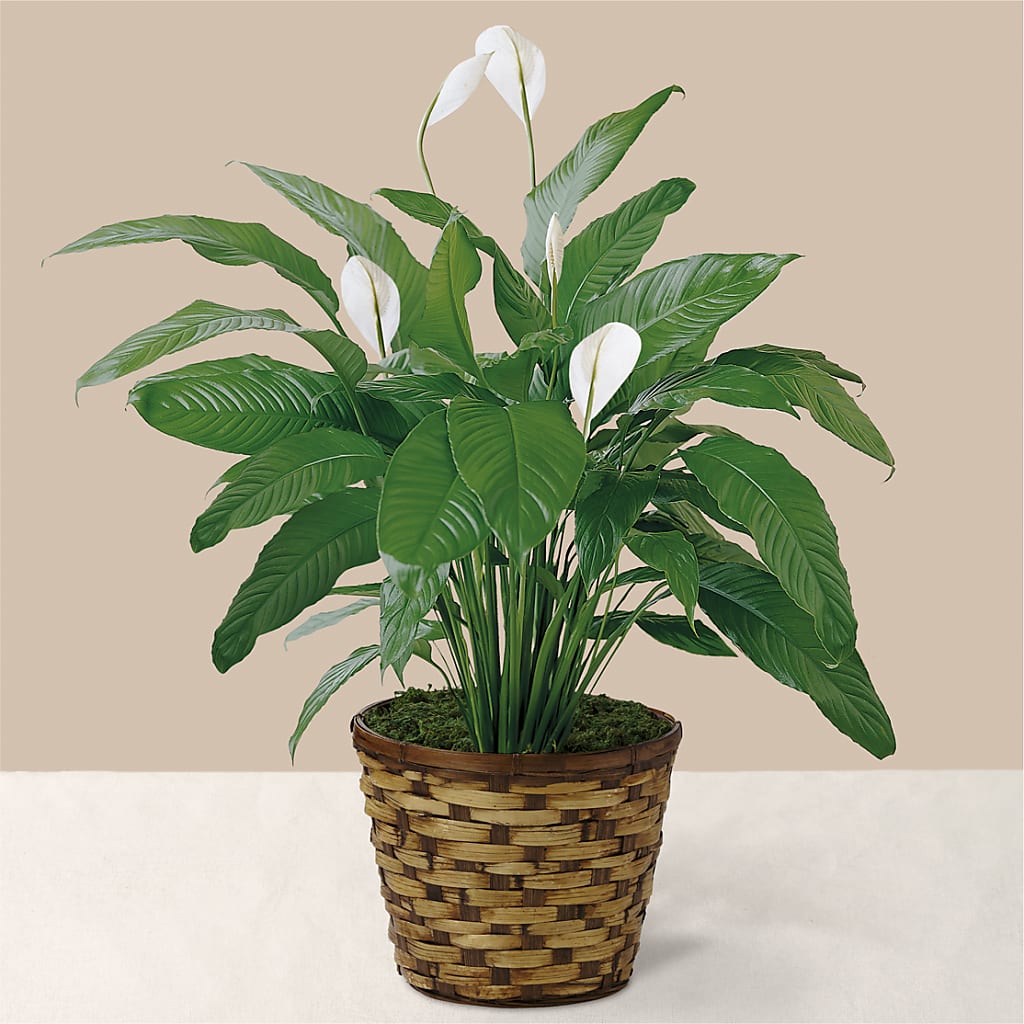 Tranquil Moments Peace Lily Plant – Albertsons, Pleasanton CA