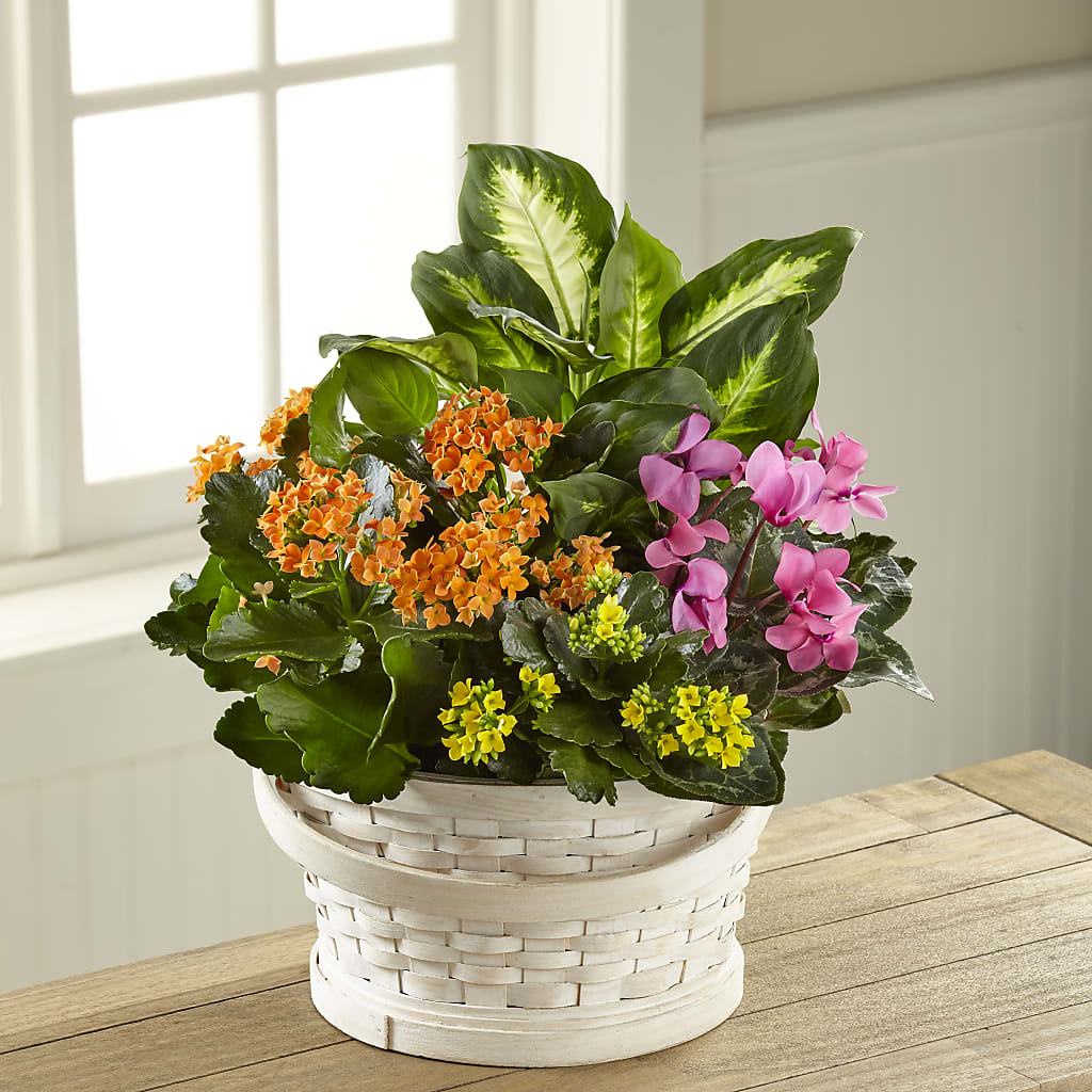 Color Crush Dishgarden – Albertsons, Pleasanton CA