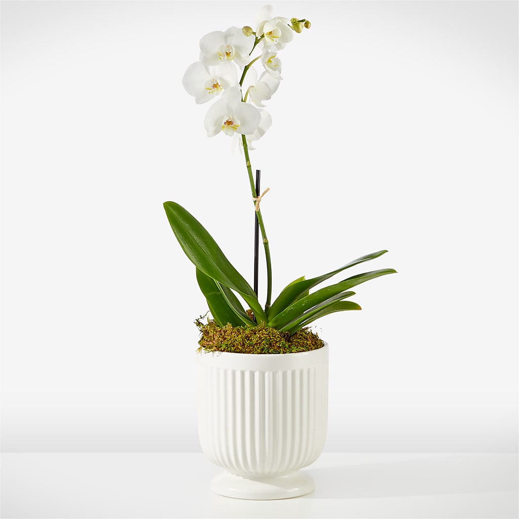 Whispering White Orchid – Albertsons, Pleasanton CA