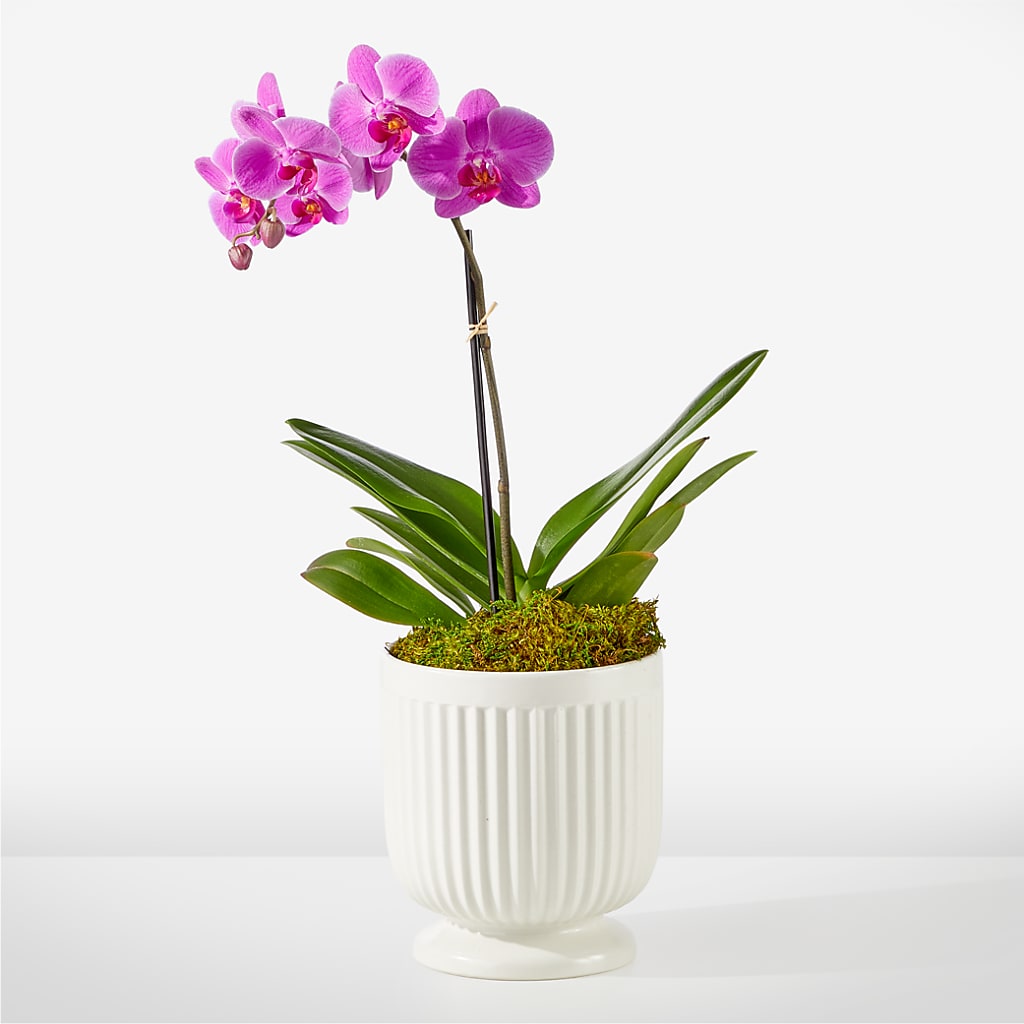 Friendly Fuchsia Orchid – Albertsons, Pleasanton CA