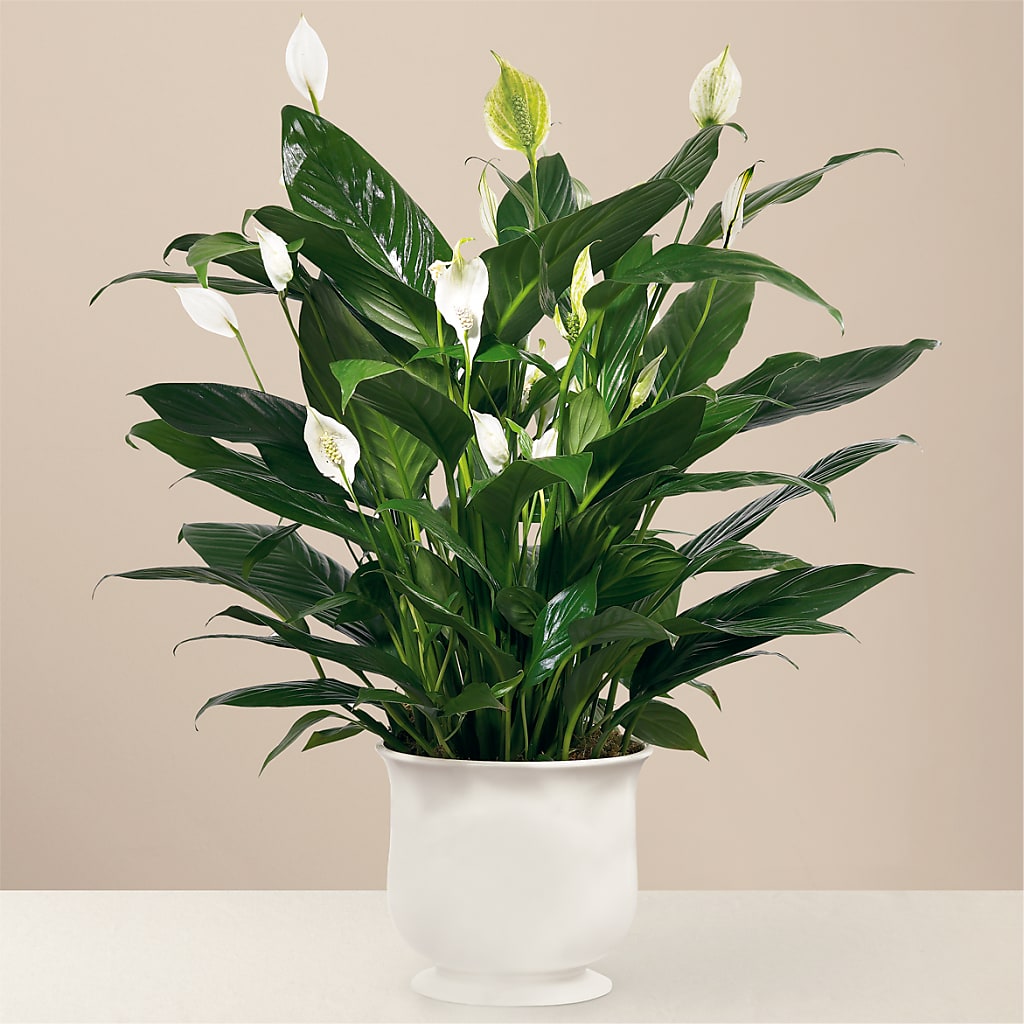 Comfort Planter – Albertsons, Pleasanton CA