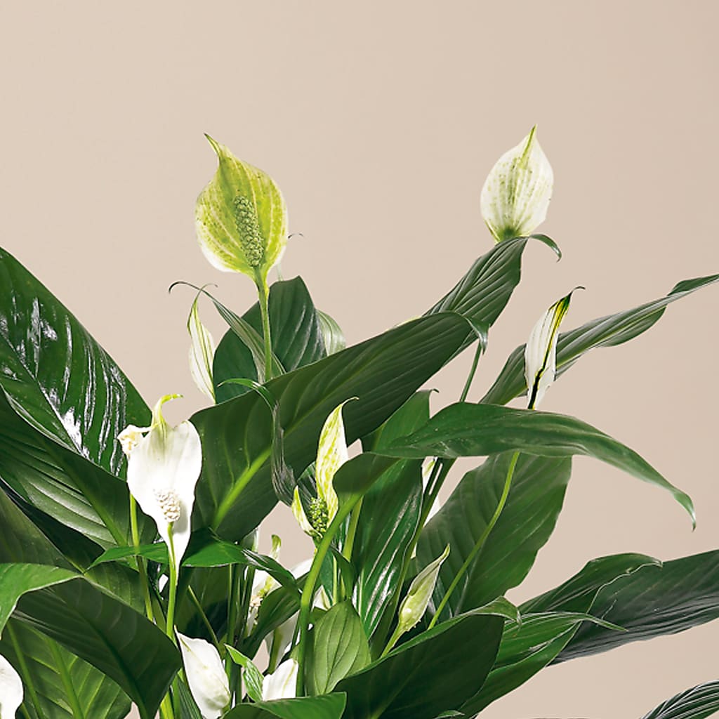 Comfort Planter – Albertsons, Pleasanton CA