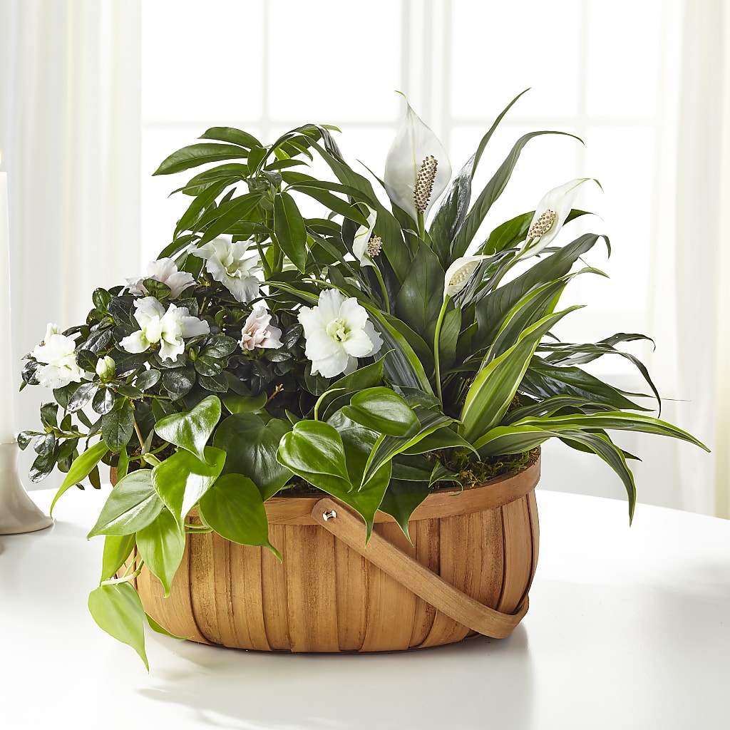 Serene Dishgarden – Albertsons, Pleasanton CA