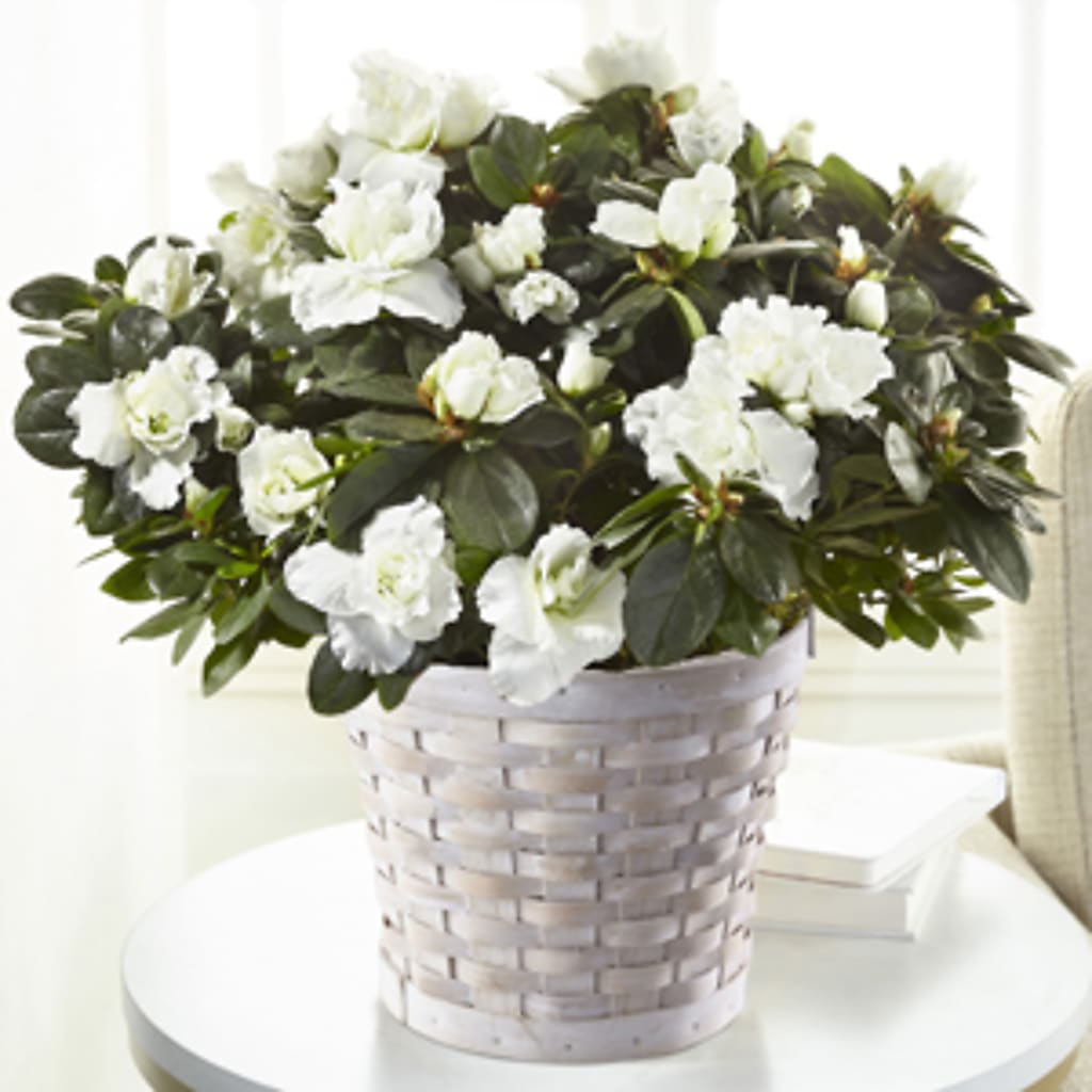 White Azalea Plant – Albertsons, Pleasanton CA