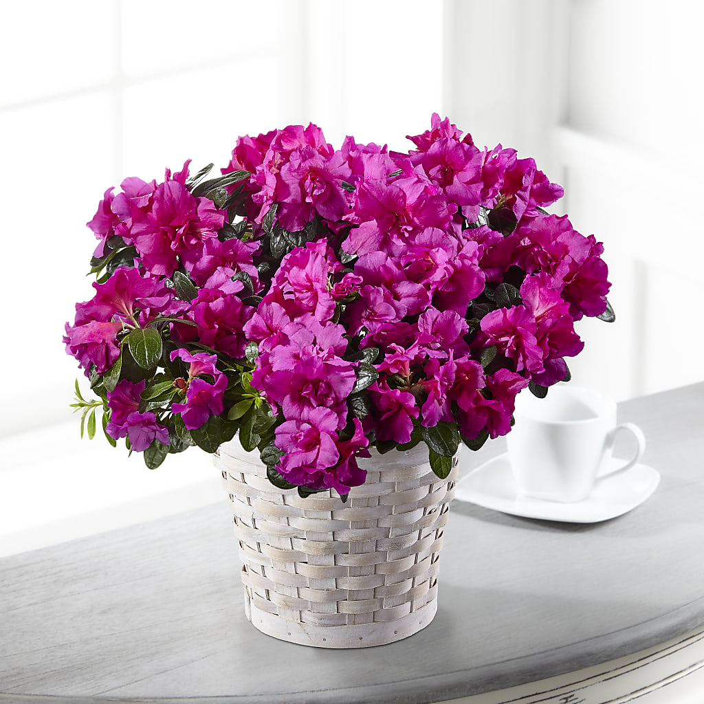 Hope & Serenity Azalea Plant – Albertsons, Pleasanton CA