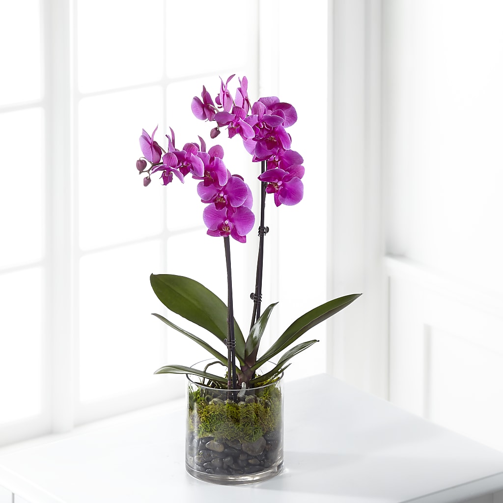 Pink Orchid Plant – Albertsons, Pleasanton CA