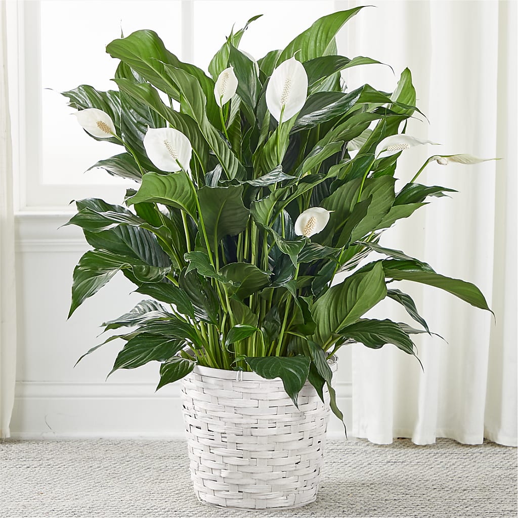 A New Leaf Peace Lily – Albertsons, Pleasanton CA