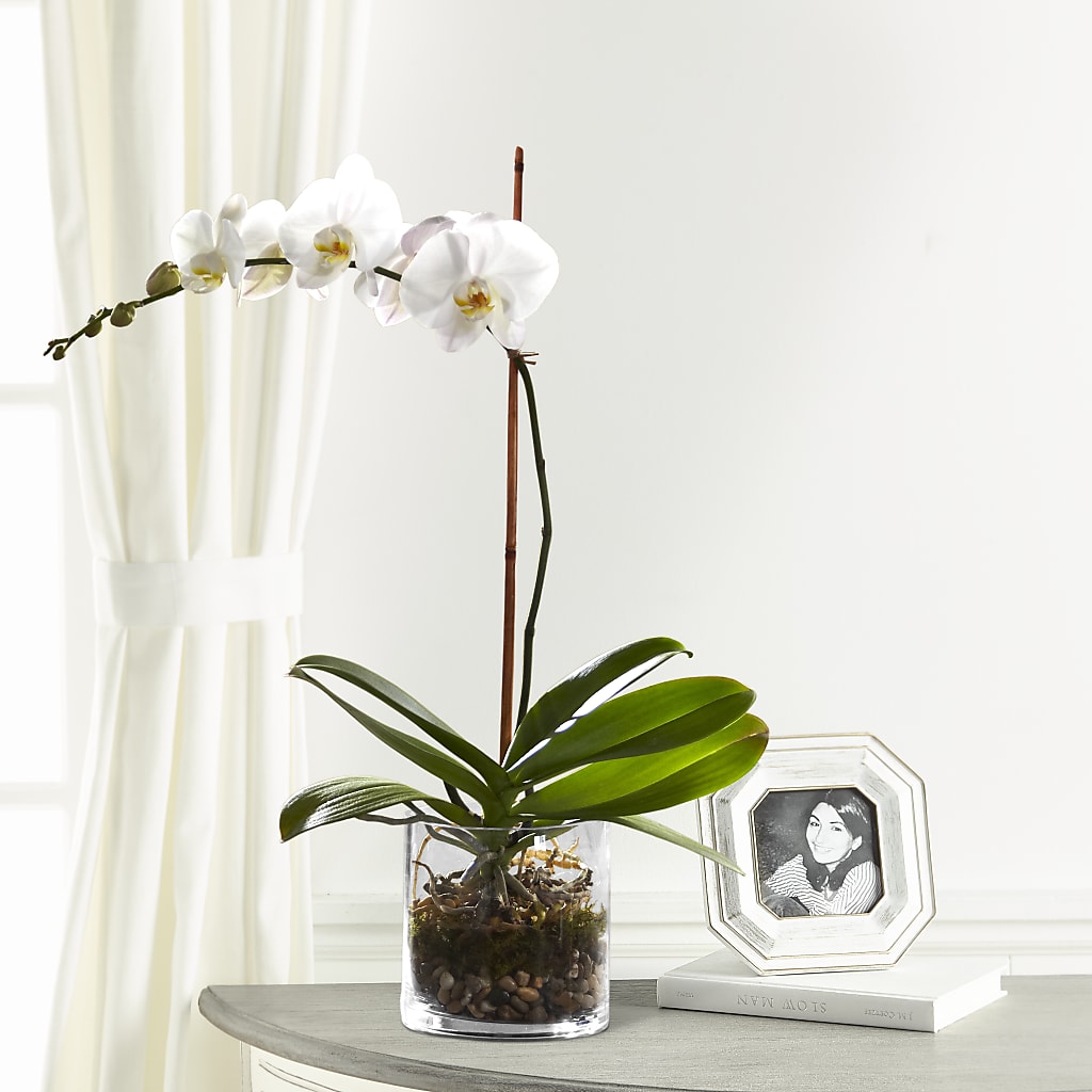 White Orchid Planter – Albertsons, Pleasanton CA