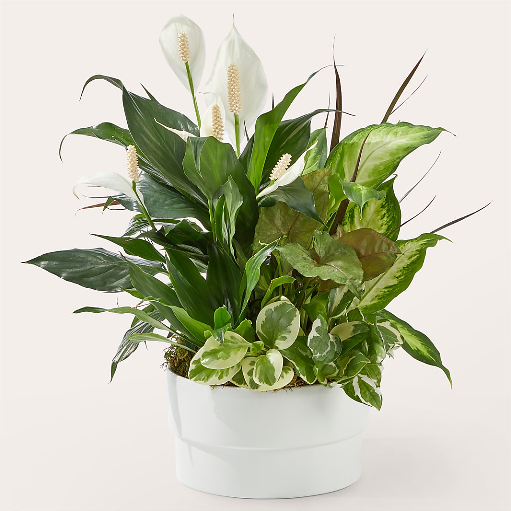 Radiating Positivity Dishgarden – Albertsons, Pleasanton CA