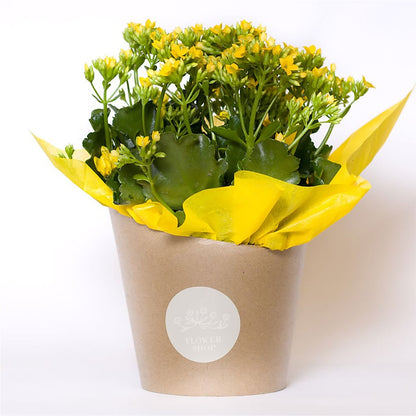 Blooming Kalanchoe Yellow –  Albertsons, Pleasanton CA