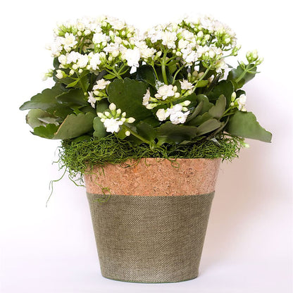 Blooming Kalanchoe White –  Albertsons, Pleasanton CA