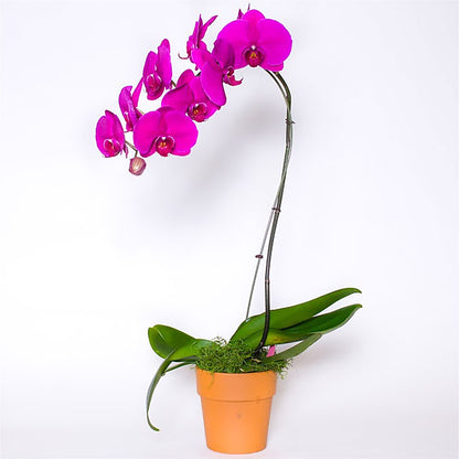 Single Colored Orchid in Pot –  Albertsons, Pleasanton CA