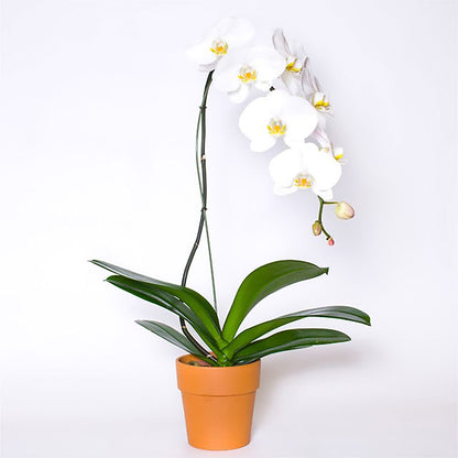 Single White Orchid in Pot –  Albertsons, Pleasanton CA