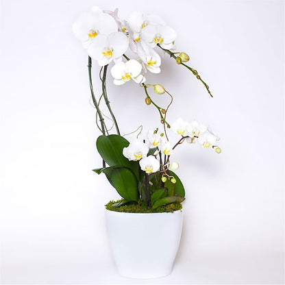 Orchid Garden Deluxe –  Albertsons, Pleasanton CA