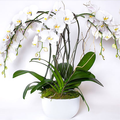 Orchid Garden Premium –  Albertsons, Pleasanton CA