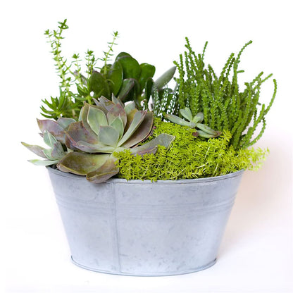 Succulent Garden –  Albertsons, Pleasanton CA