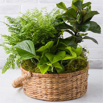 Euro Foliage Basket –  Albertsons, Pleasanton CA