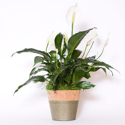 Spathiphyllum Plant –  Albertsons, Pleasanton CA