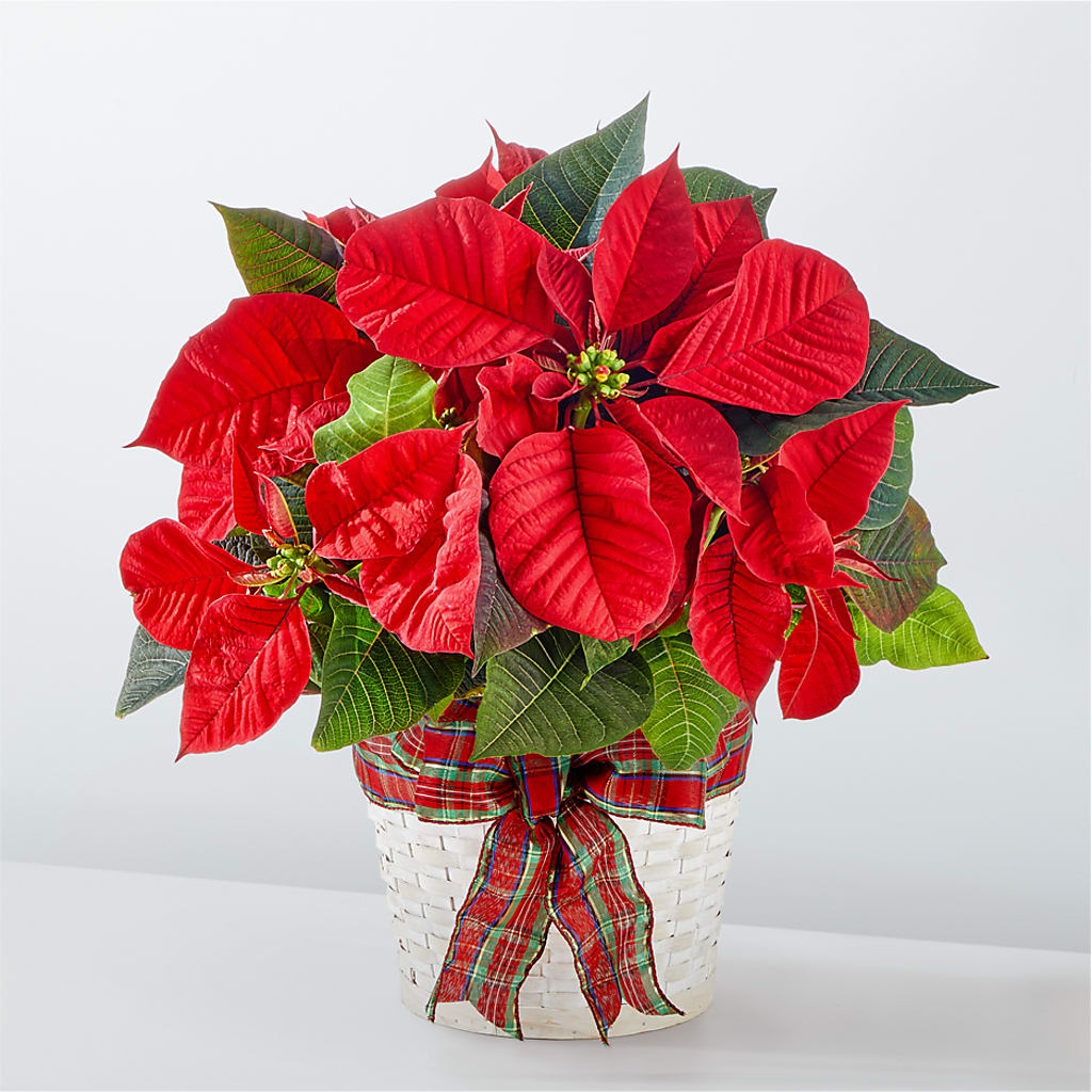 Happiest Holidays Poinsettia