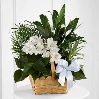 Peace & Serenity Dishgarden –  Albertsons, Pleasanton CA
