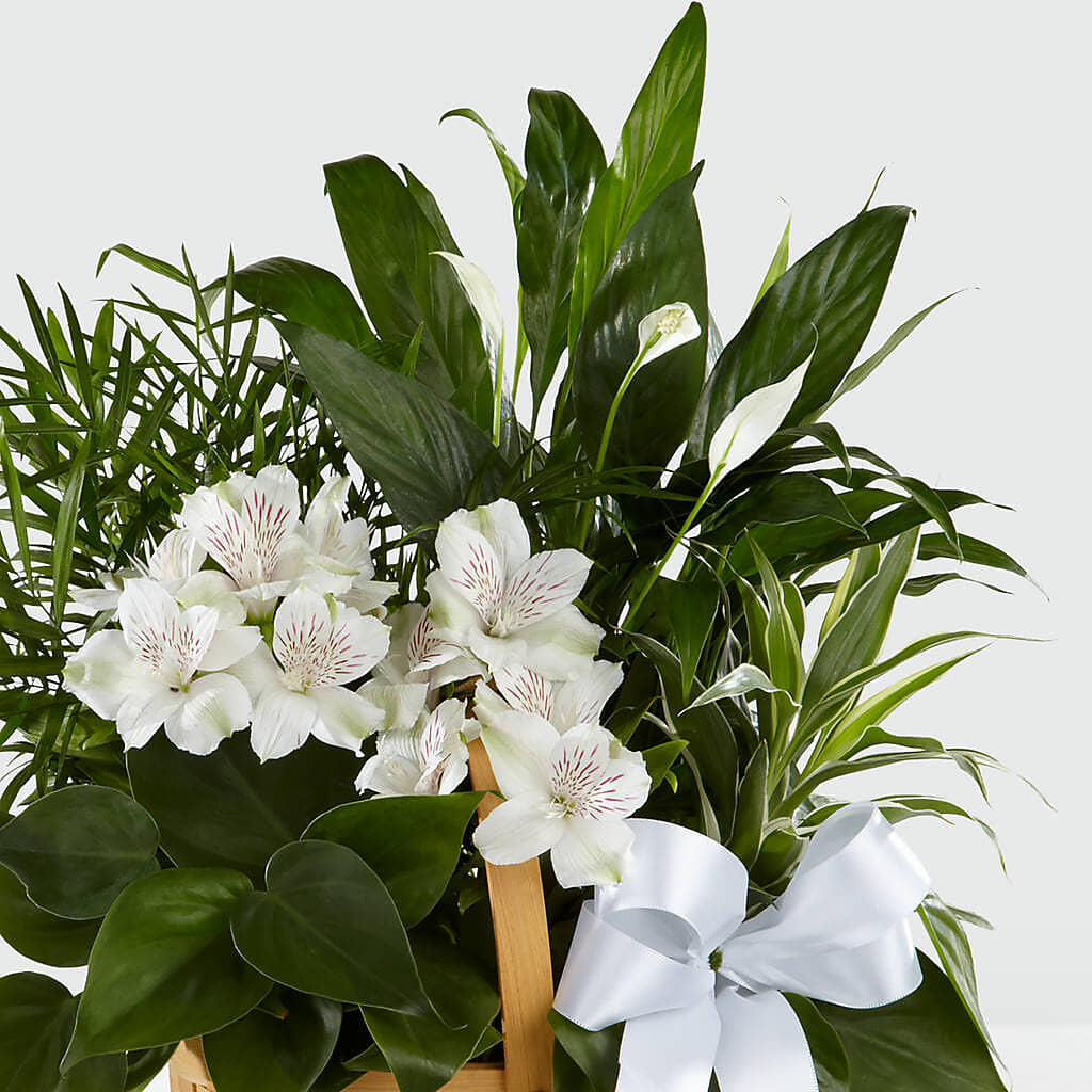 Peace & Serenity Dishgarden –  Albertsons, Pleasanton CA