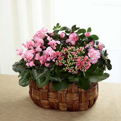 Pink Assortment –  Albertsons, Pleasanton CA