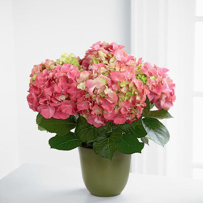 Pink Hydrangea Planter –  Albertsons, Pleasanton CA