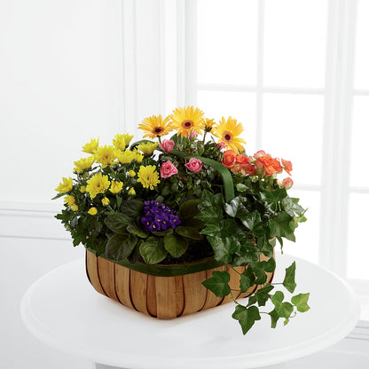 Gentle Blossoms Basket –  Albertsons, Pleasanton CA