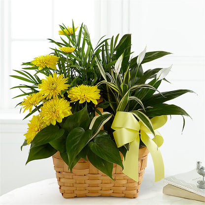 Loving Light Dishgarden –  Albertsons, Pleasanton CA