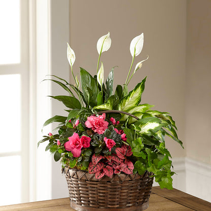 Dream in Pink Dishgarden –  Albertsons, Pleasanton CA