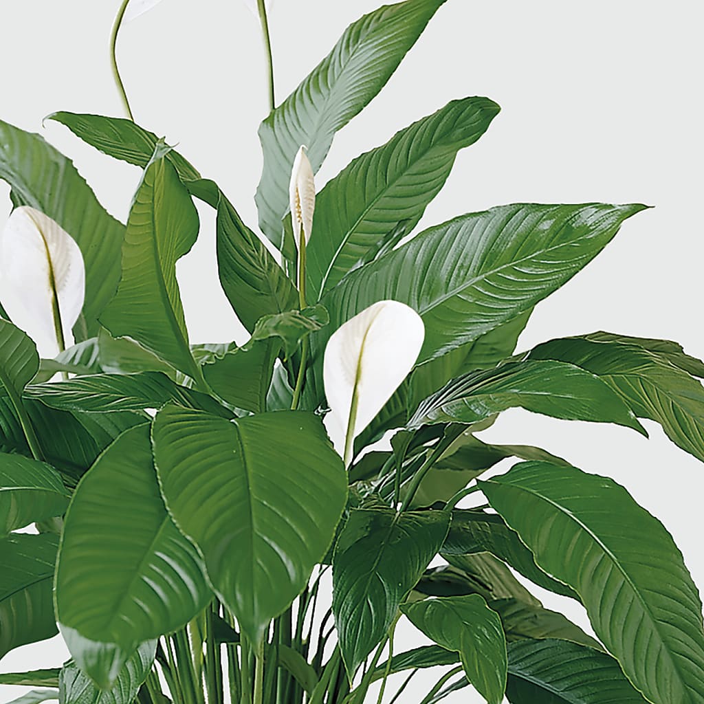 Tranquil Moments Peace Lily Plant –  Albertsons, Pleasanton CA