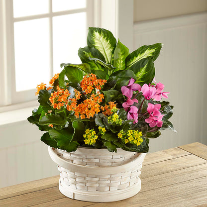 Color Crush Dishgarden –  Albertsons, Pleasanton CA