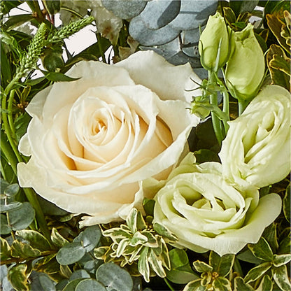 Cashmere Bouquet –  Albertsons, Pleasanton CA