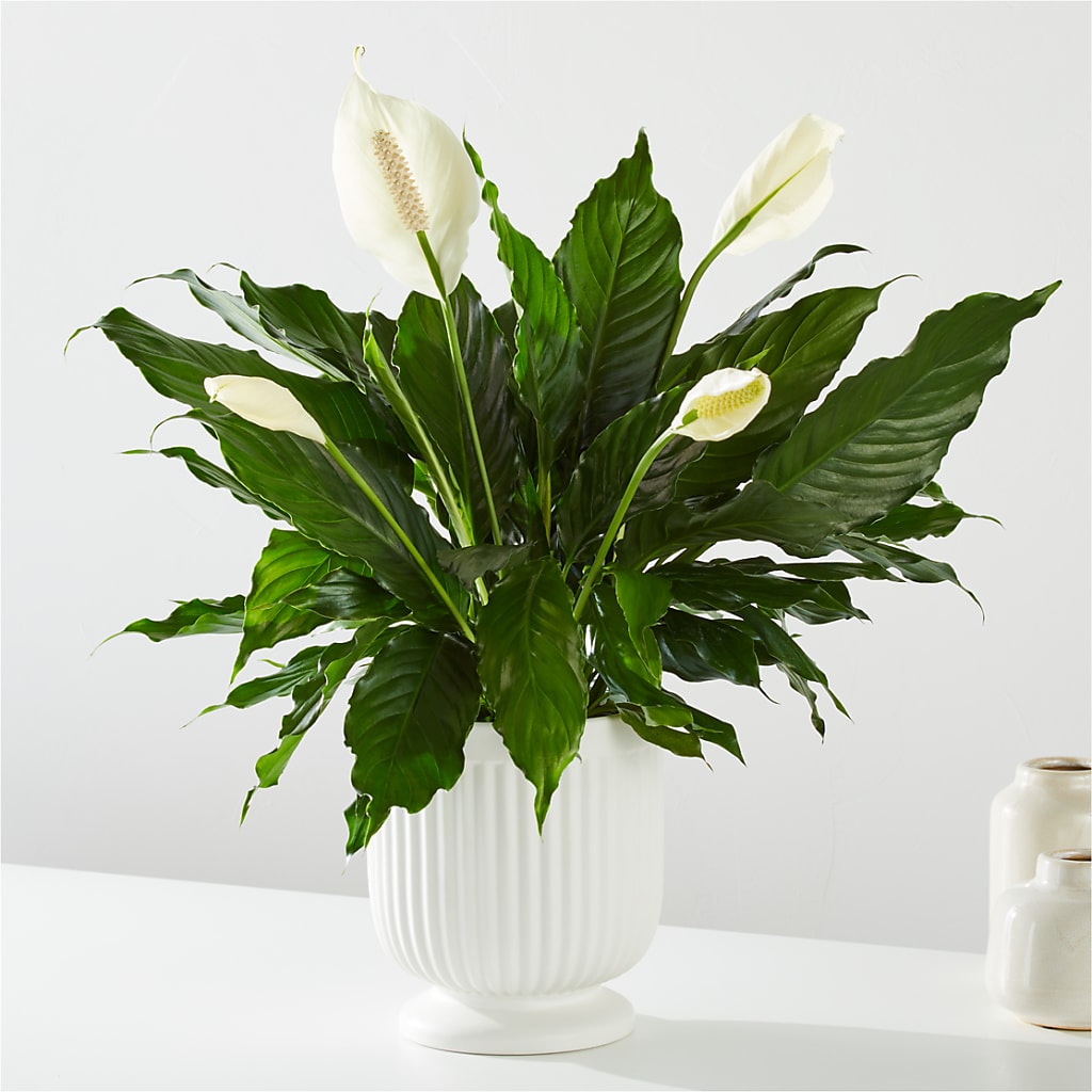 Comfort Planter –  Albertsons, Pleasanton CA