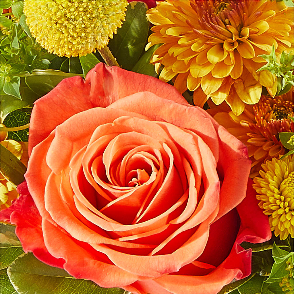 Gourdgeous Pumpkin –  Albertsons, Pleasanton CA