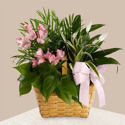 Living Spirit Dishgarden –  Albertsons, Pleasanton CA