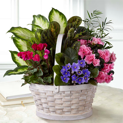 Peaceful Garden Planter –  Albertsons, Pleasanton CA