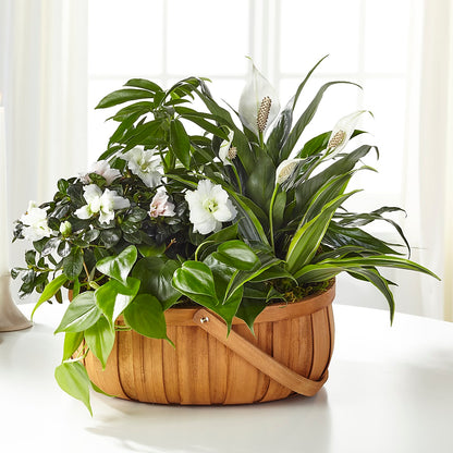 Serene Dishgarden –  Albertsons, Pleasanton CA