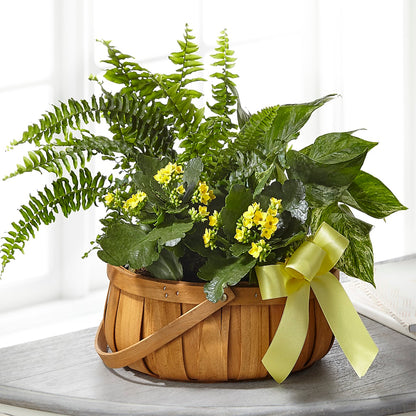 Always Dear Dishgarden –  Albertsons, Pleasanton CA