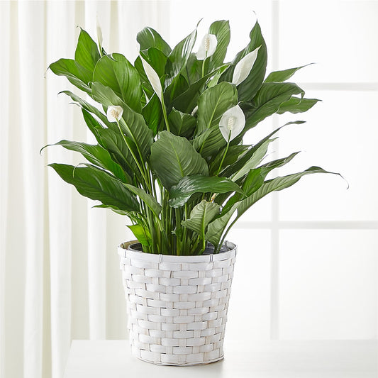A New Leaf Peace Lily –  Albertsons, Pleasanton CA