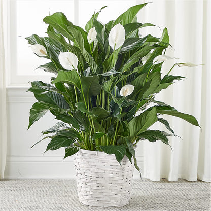 A New Leaf Peace Lily –  Albertsons, Pleasanton CA