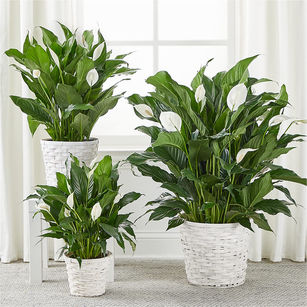 A New Leaf Peace Lily –  Albertsons, Pleasanton CA