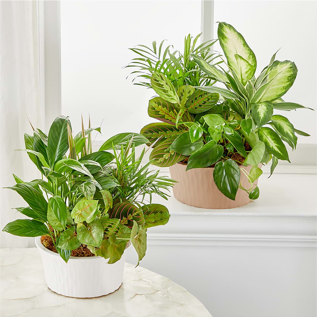 Balance & Harmony Dishgarden –  Albertsons, Pleasanton CA